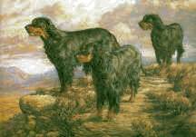 "The Highlanders" Gordon Setter Limited Edition Print by Roger Inamn