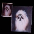 Sample of Shih Tzu Portraiture by Alice of Poochpainter